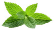 © Rawpixel.com - PNG Leaf plant herbs mint.