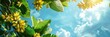 © Xchip - Ripe yellowing bananas hang in clusters on banana plantations. Industrial scale banana cultivation for worldwide export. Format banner header wide size, place sample
