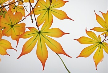 Wall Mural - spring maple leaves graphic