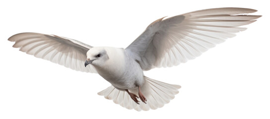 Wall Mural - PNG Fulmar flying animal white. AI generated Image by rawpixel.