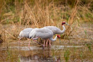 Wall Mural - sarus crane or Grus antigone flock family water droplets in air from beak in natural green background during winter safari excursion at keoladeo national park bharatpur bird sanctuary rajasthan india