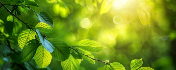 Aufkleber - Spring nature background with green leaves and sunlight, banner design, international environment day concept