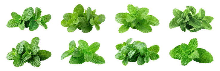 Wall Mural - Fresh green mint leaves, cut out - stock png.