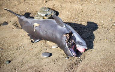 Wall Mural - Dead dolphin on the seashore after a storm