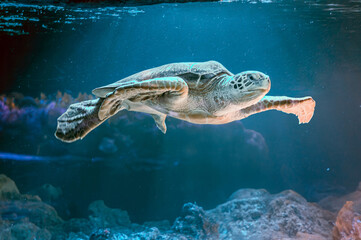 Wall Mural - photo of Sea turtle in the Galapagos island. Green sea turtle swimming peacefully along the seafloor in the shallow waters just off the beach