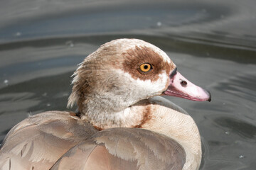 Wall Mural - close up portrait of Egyptian goose Alopochen aegyptiaca on the water