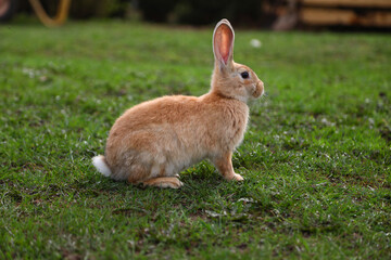 Wall Mural - Red rabbit on the grass