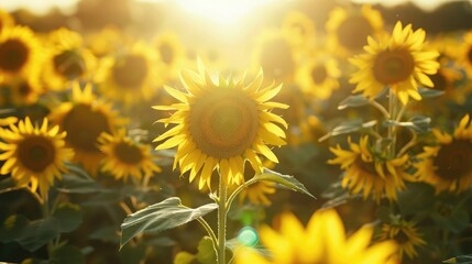 Poster - Field of sunflowers facing the sun, representing renewable energy and natural beauty