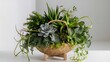 © Stock - Green house plants potted succulents in a basket