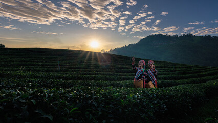 two asian woman wearing  traditional dress picking tea leaf in tea plantation 101  with background the sunset and blue sky at Chiangrai Province, Thailand