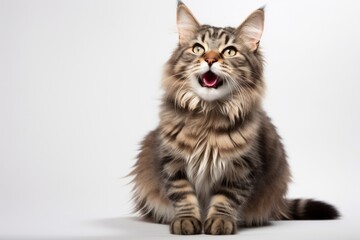 Wall Mural - Portrait of a happy american bobtail cat isolated on white background