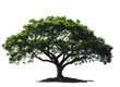 © CreativeIMGIdeas - A tree green isolated