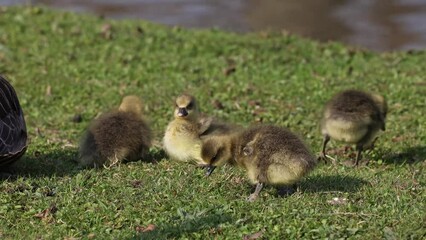 Wall Mural - Close up of a beautiful yellow fluffy greylag goose baby gosling in spring, Anser anser is a species of large goose in the waterfowl family Anatidae