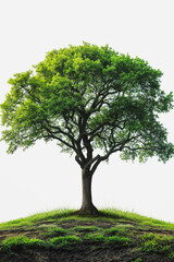 Wall Mural - A tree is growing on a hillside with a grassy area underneath it