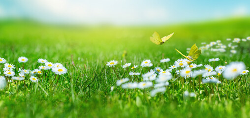 Aufkleber - Beautiful summer meadow with white summer flowers and a flying butterfly on a sunny blue sky background