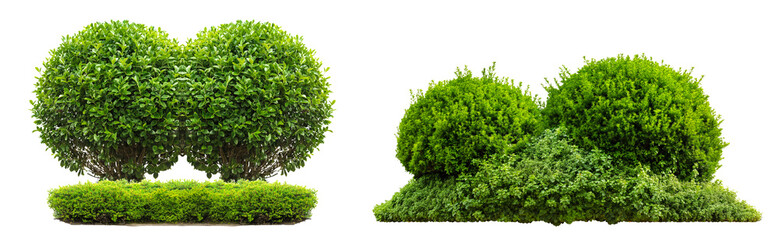 Poster - Beautiful garden topiary isolated on transparent or white background