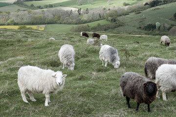 Wall Mural - herd of herdwick sheep on Old Winchester Hill Hampshire England with views of the countryside in the background