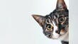 © OleksandrZastrozhnov - A curious cat peeks out from around the corner on a white background. Advertising banner mockup for a pet store or veterinary clinic.