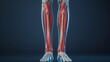 © admin_design - Detailed 3D rendering of lower leg anatomy showcasing bones and muscles, providing a clear view of the skeletal and muscular system.