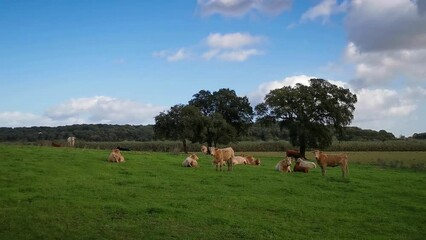 Sticker - Herd of domestic cattle resting and grazing in a vast green meadow in daytime