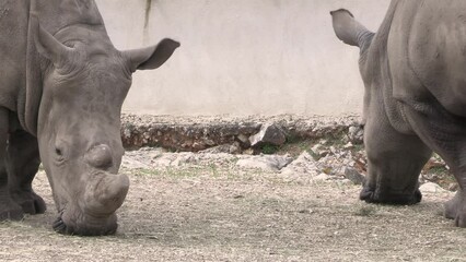 Wall Mural - rhinocéros en train de manger, en gros plan.	