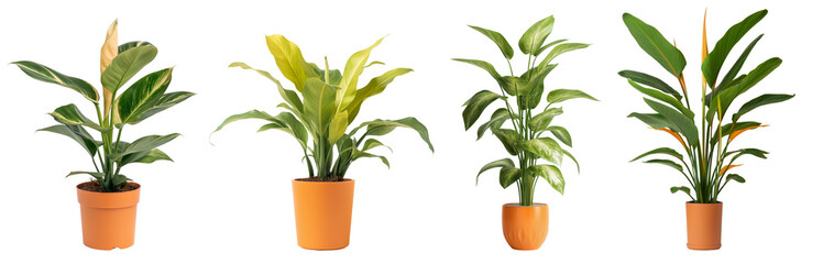 Poster - House plants collection with orange color pots isolated on transparent or white background