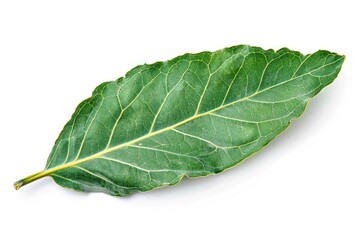 Wall Mural - Single bay leaf with detailed texture isolated on white background