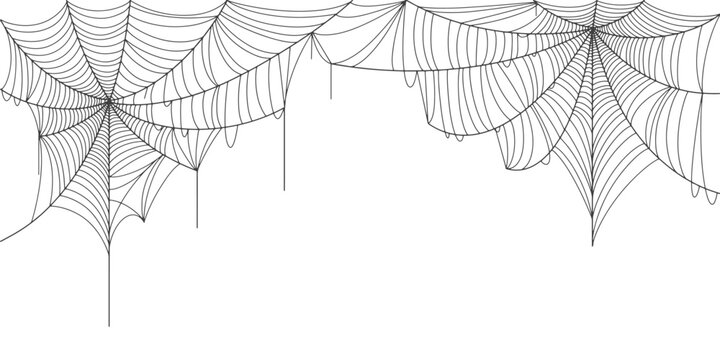 Spider web vector illustration