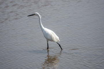 Canvas Print - lttle egret Egretta garzetta wading through the sea