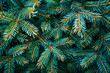 © Itana - Background green spruce branches. Nativity festive texture, xmas wallpaper, december banner, winter event postcard, greeting card, holiday invitation. Wintertime plants backdrop close up, copy space.