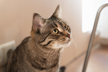 Wall Mural - tabby domestic cat sitting and looking up. High quality photo