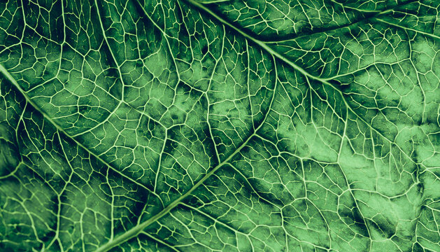 Green leaf closeup background texture