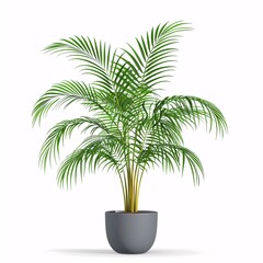 PNG illustration of a tall areca palm with feathery green fronds in a stylish planter on a white background