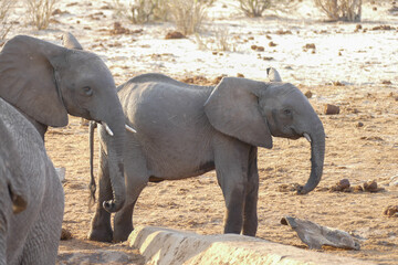 Wall Mural - Elefant