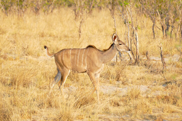 Poster - Antilope