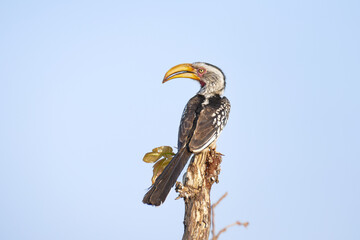 Sticker - Hornvogel