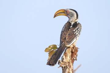 Poster - Hornvogel