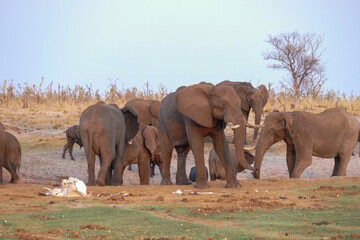 Wall Mural - Elefant