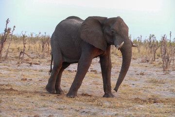 Wall Mural - Elefant