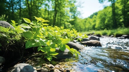 Canvas Print - stream in the forest