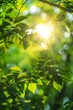 © justjupiter - A beautiful day in the forest. The sun is shining through the trees.