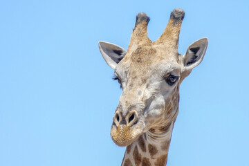 Canvas Print - Giraffe