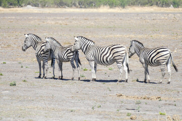 Canvas Print - Zebra