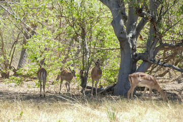 Wall Mural - Antilope