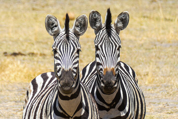 Canvas Print - Zebra