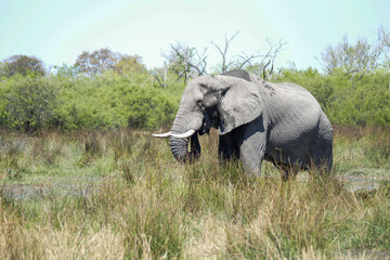 Wall Mural - Elefant