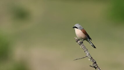 Wall Mural - Red-backed shrike, Lanius collurio, Slow motion. A bird flew in and sat on a stick and looks around on a beautiful background.