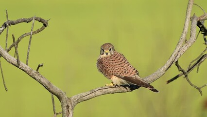 Wall Mural - Common Kestrel, Falco tinnunculus, little bird of prey. The bird rests sitting on a tree branch. Slow motion. Green background.