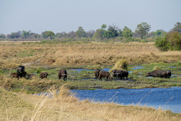 Wall Mural - Botswana