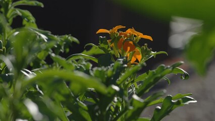 Wall Mural - Milkweed flower blooming on green leaves under the sunlight against blur background